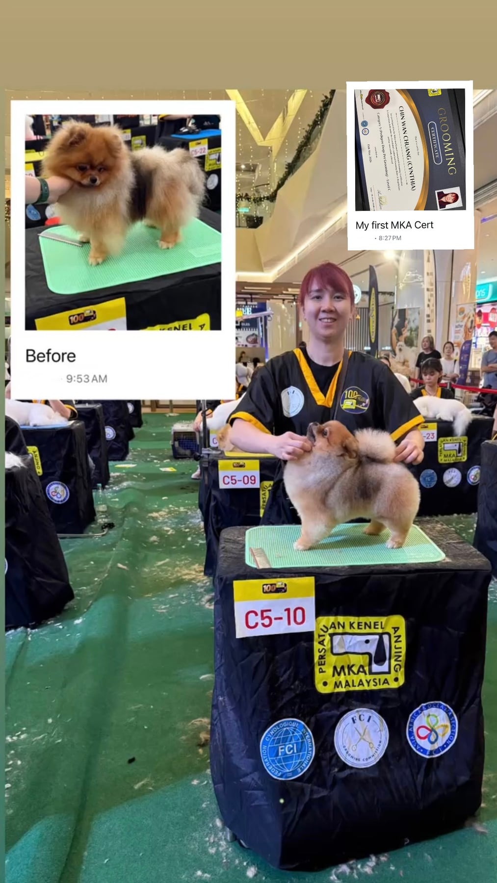 Marsh Mashi Mallow groomer with a completed Pomeranian styling presentation and grooming certificate