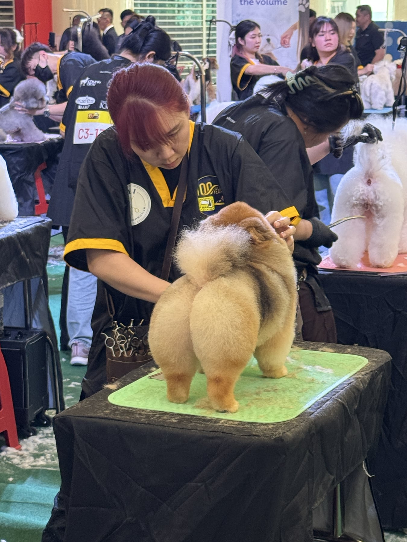 Marsh Mashi Mallow groomer taking part in a live international grooming event
