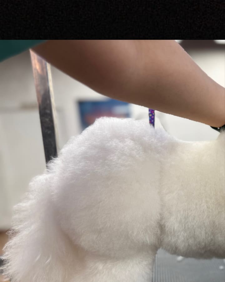 Finished Bichon Frise with sculpted body finish grooming