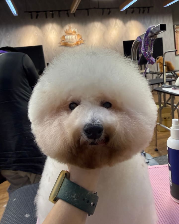 Finished Bichon Frise with big round head grooming