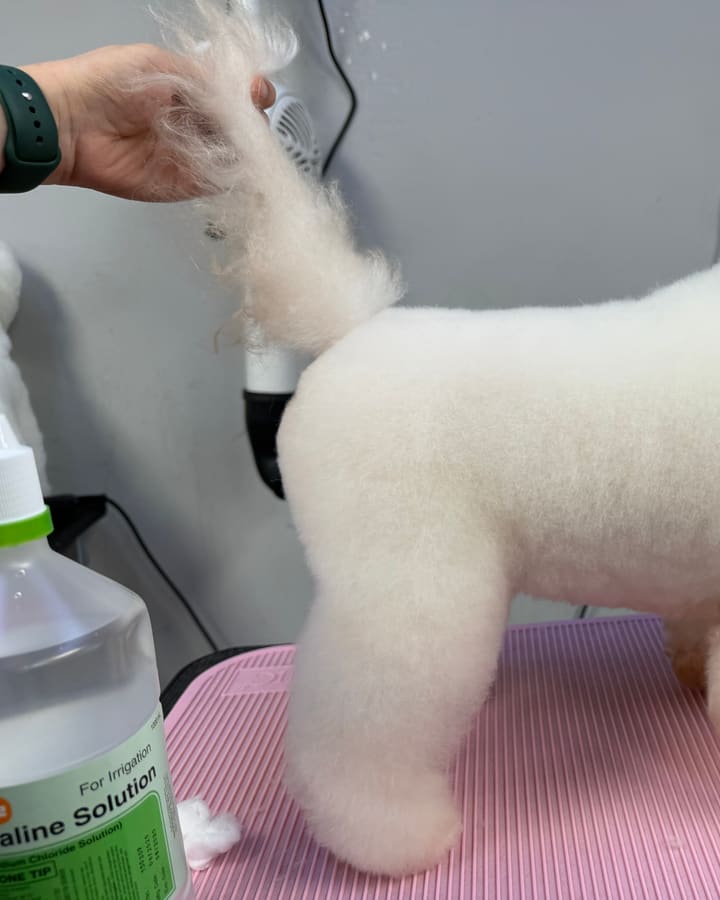 Finished Bichon Frise with pet style grooming