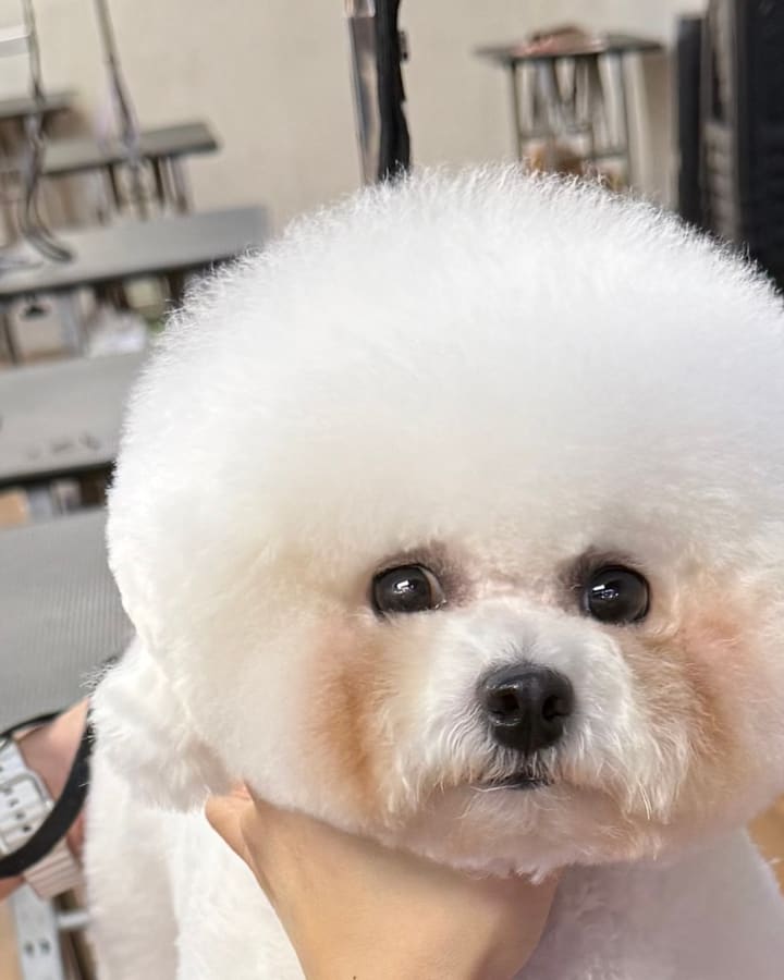 Finished Bichon Frise with round head with pop-out ears grooming
