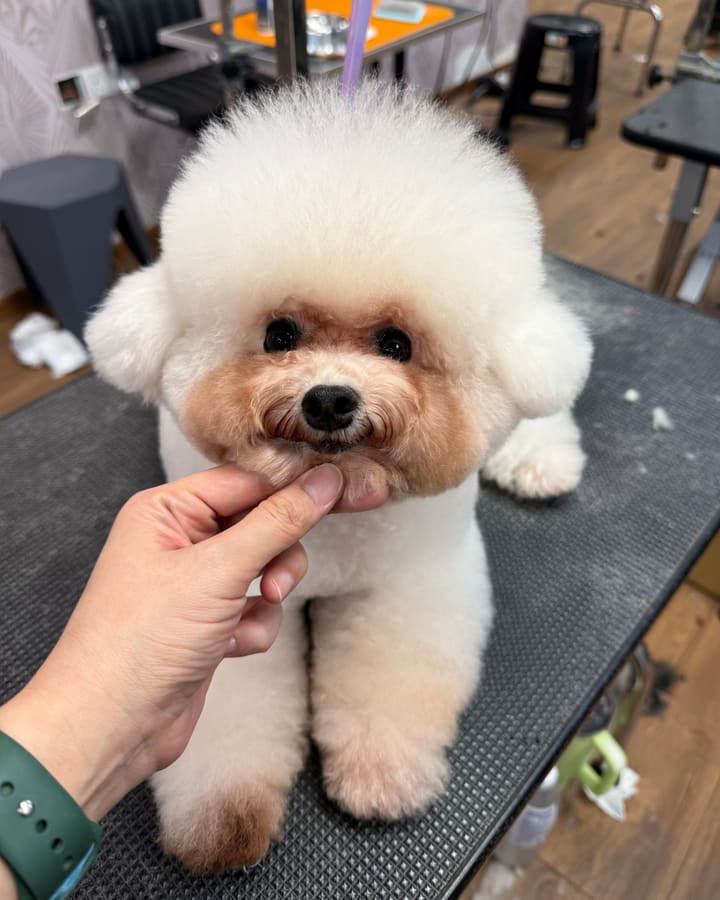 Finished Bichon Frise with teddy bear grooming