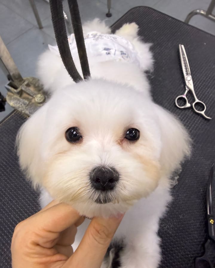 Finished Maltese with round head grooming