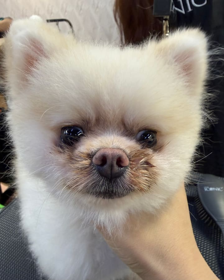 Finished Pomeranian with ah bu style grooming