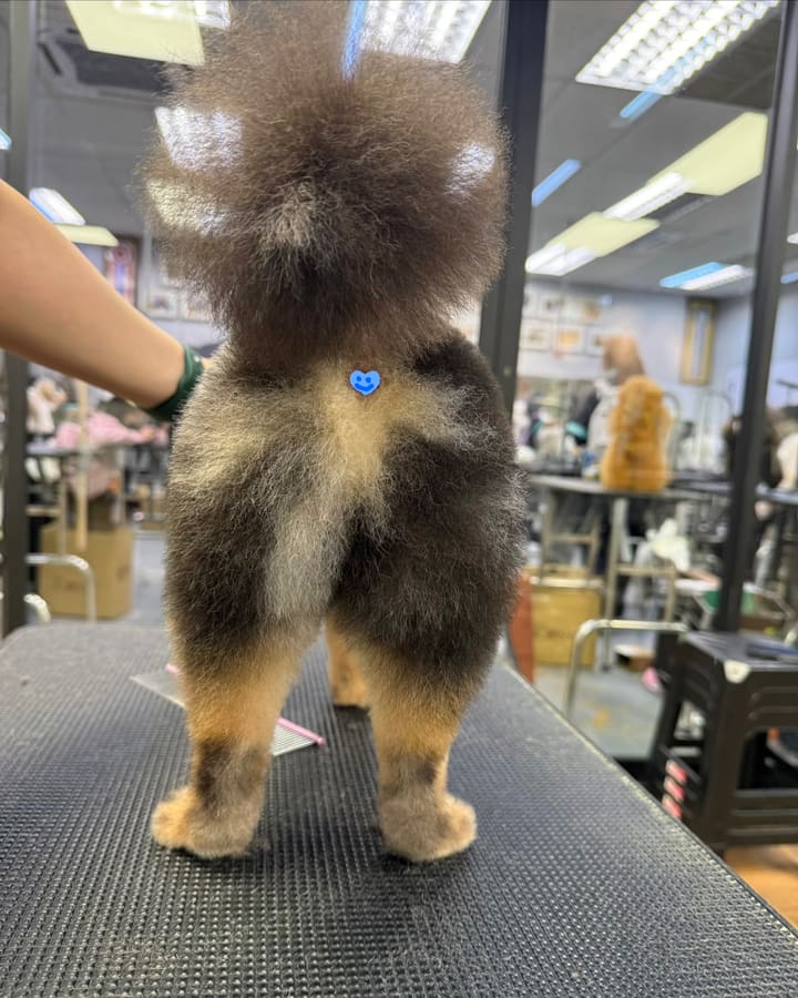 Finished Pomeranian with drumstick style grooming