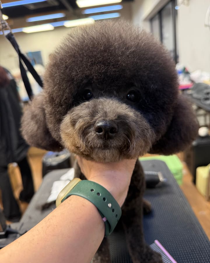 Finished Poodle with asian pet style grooming