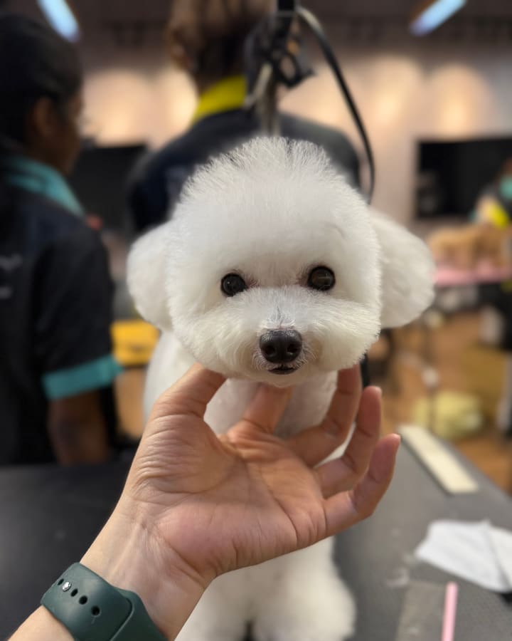 Finished Bichon Frise with puppy round head grooming