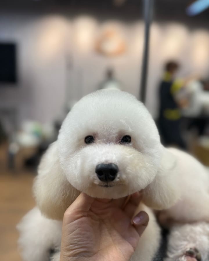 Finished Mix-oodle with round head grooming